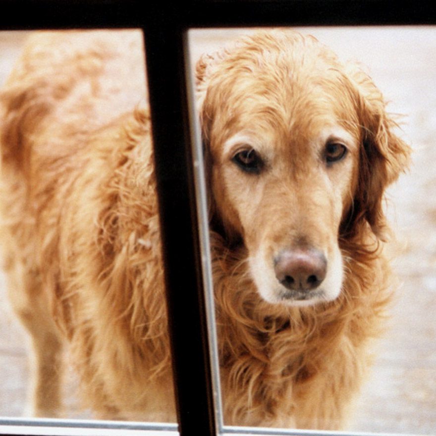 houston doggie doors