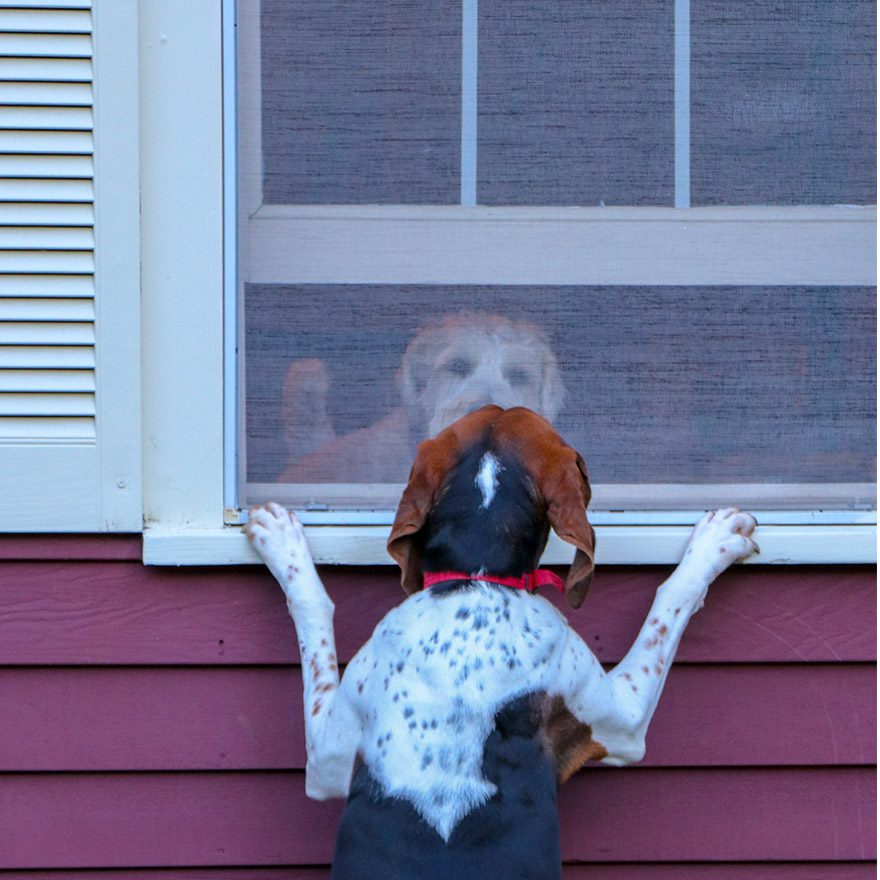 Stafford Texas Pet Resistant Screens for Doors and Windows